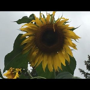 Meet your Posher, Virginia